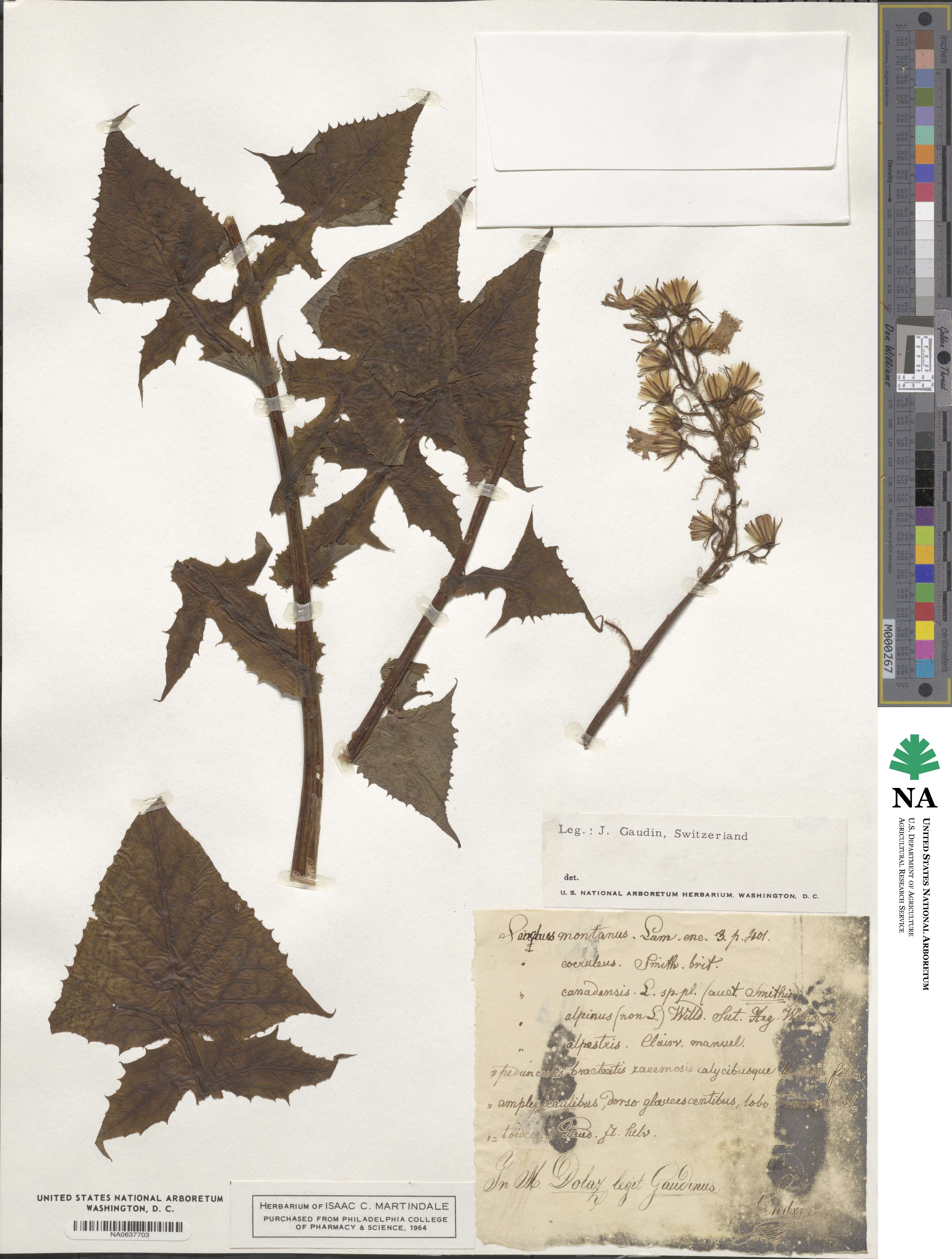 Sonchus montanus image