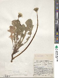 Taraxacum officinale image