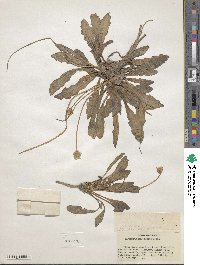 Image of Taraxacum kok-saghyz