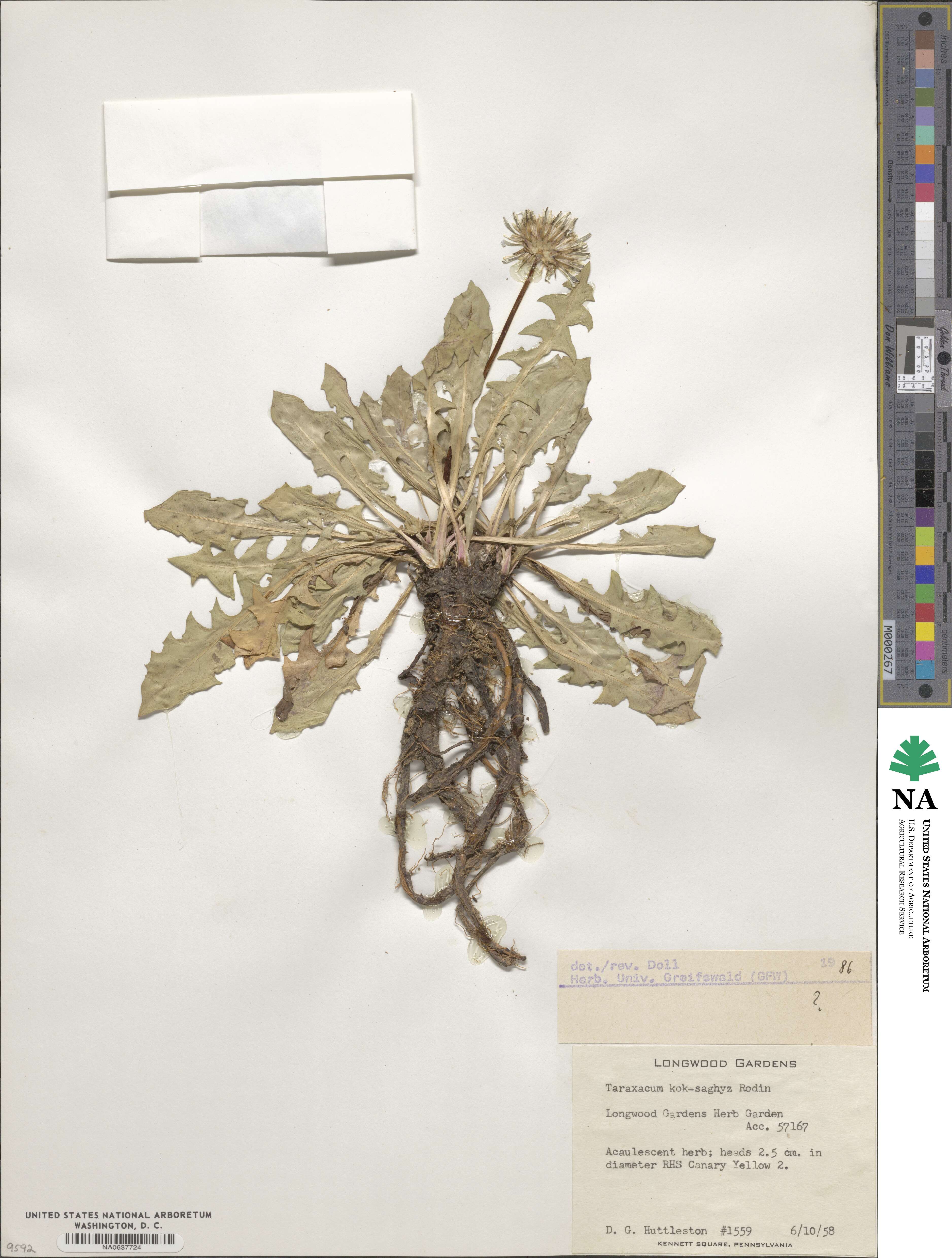 Taraxacum kok-saghyz image