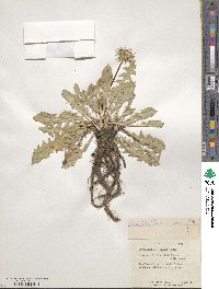 Taraxacum kok-saghyz image