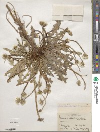 Taraxacum kok-saghyz image