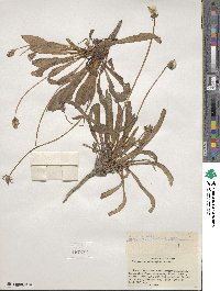 Taraxacum kok-saghyz image