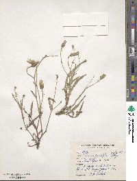 Image of Launaea resedifolia