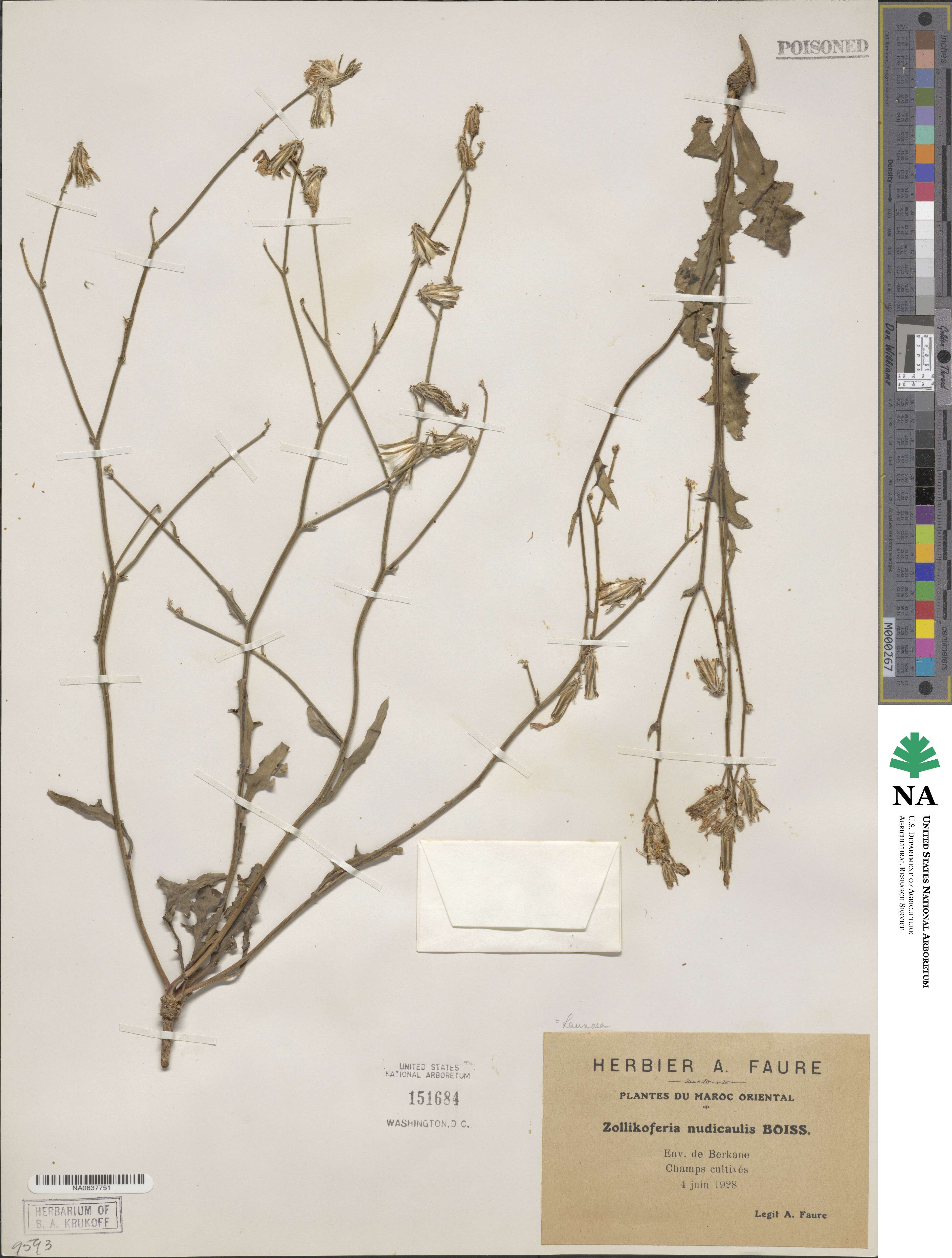 Launaea nudicaulis image