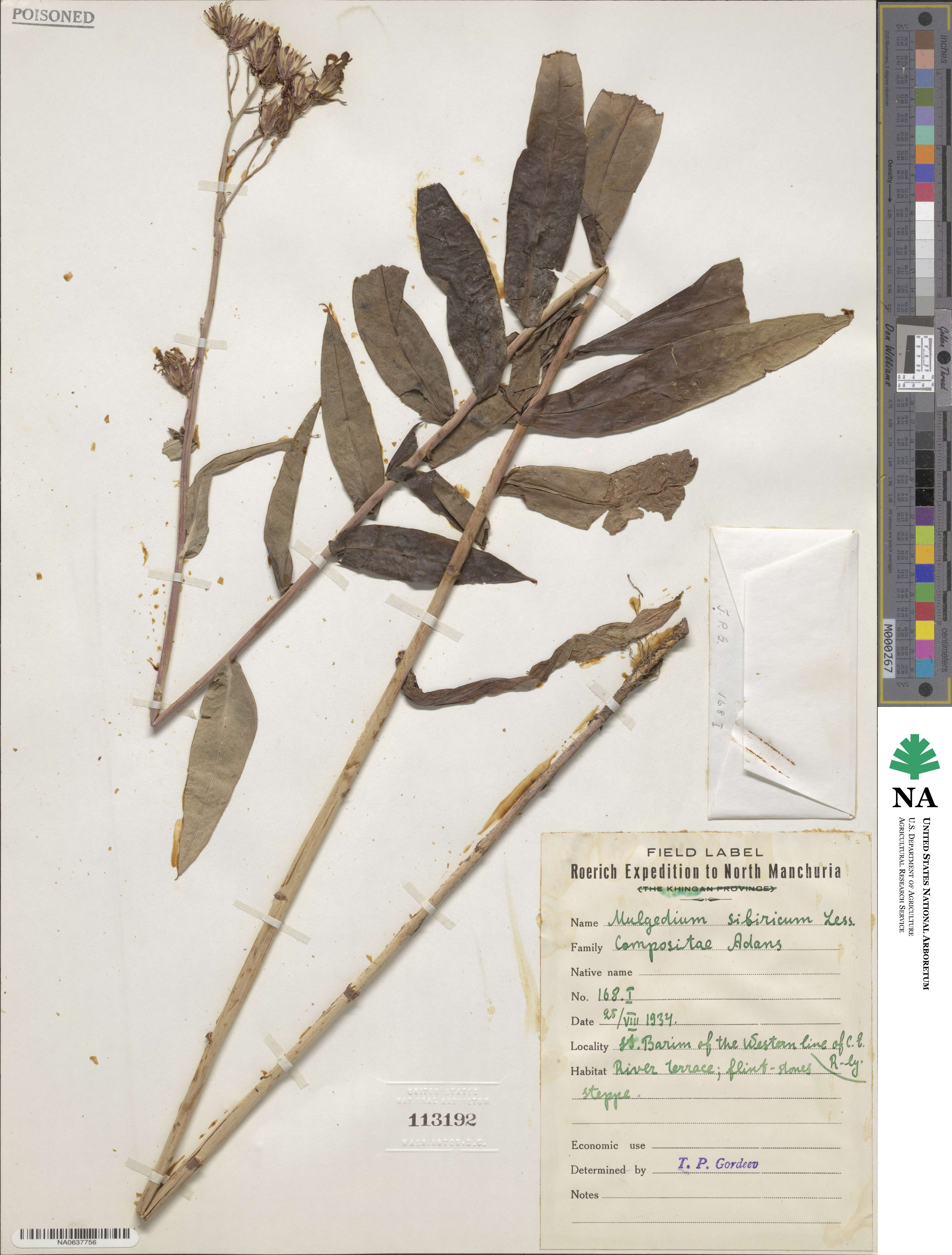 Lactuca sibirica image