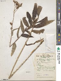 Lactuca sibirica image