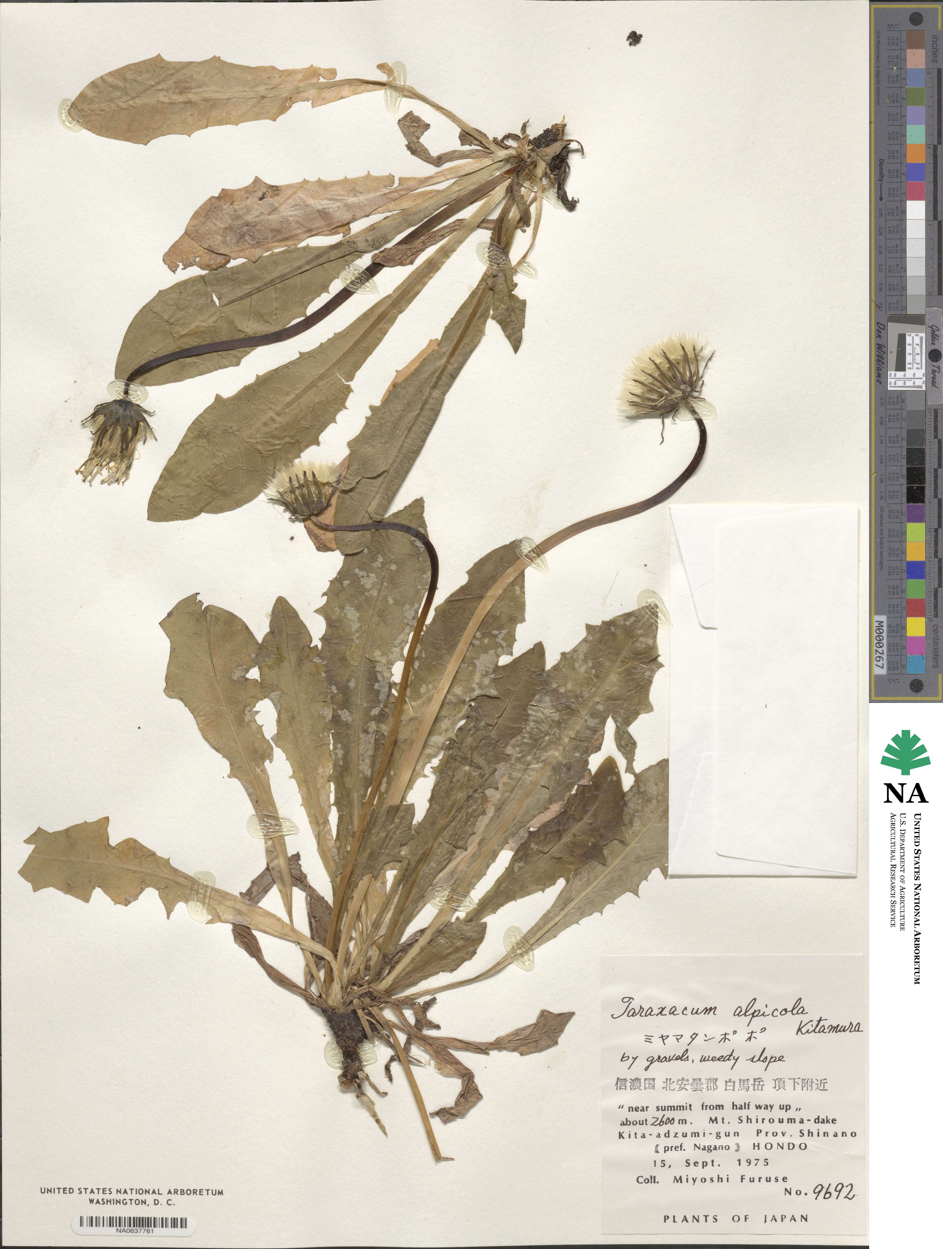 Taraxacum alpicola image