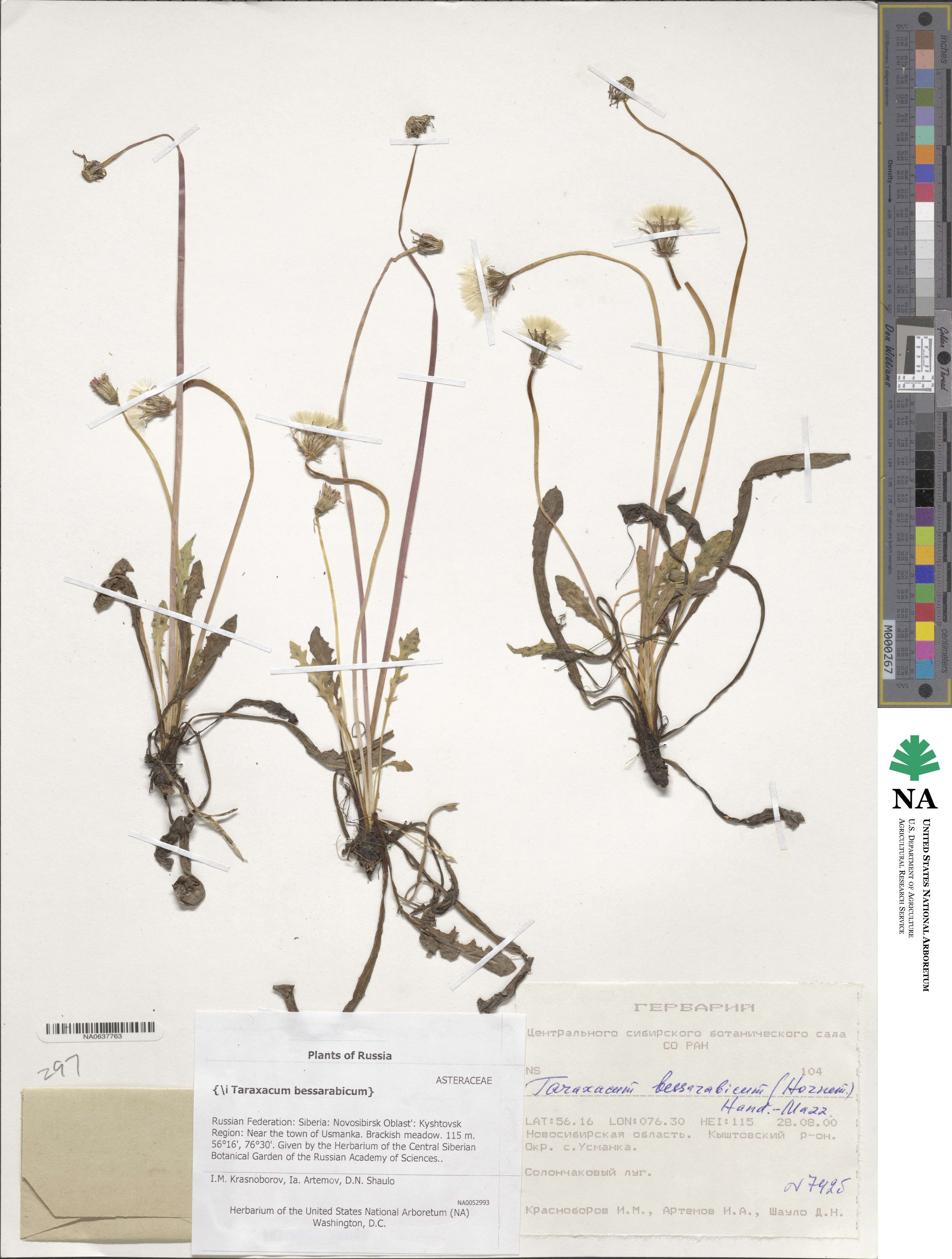 Taraxacum bessarabicum image