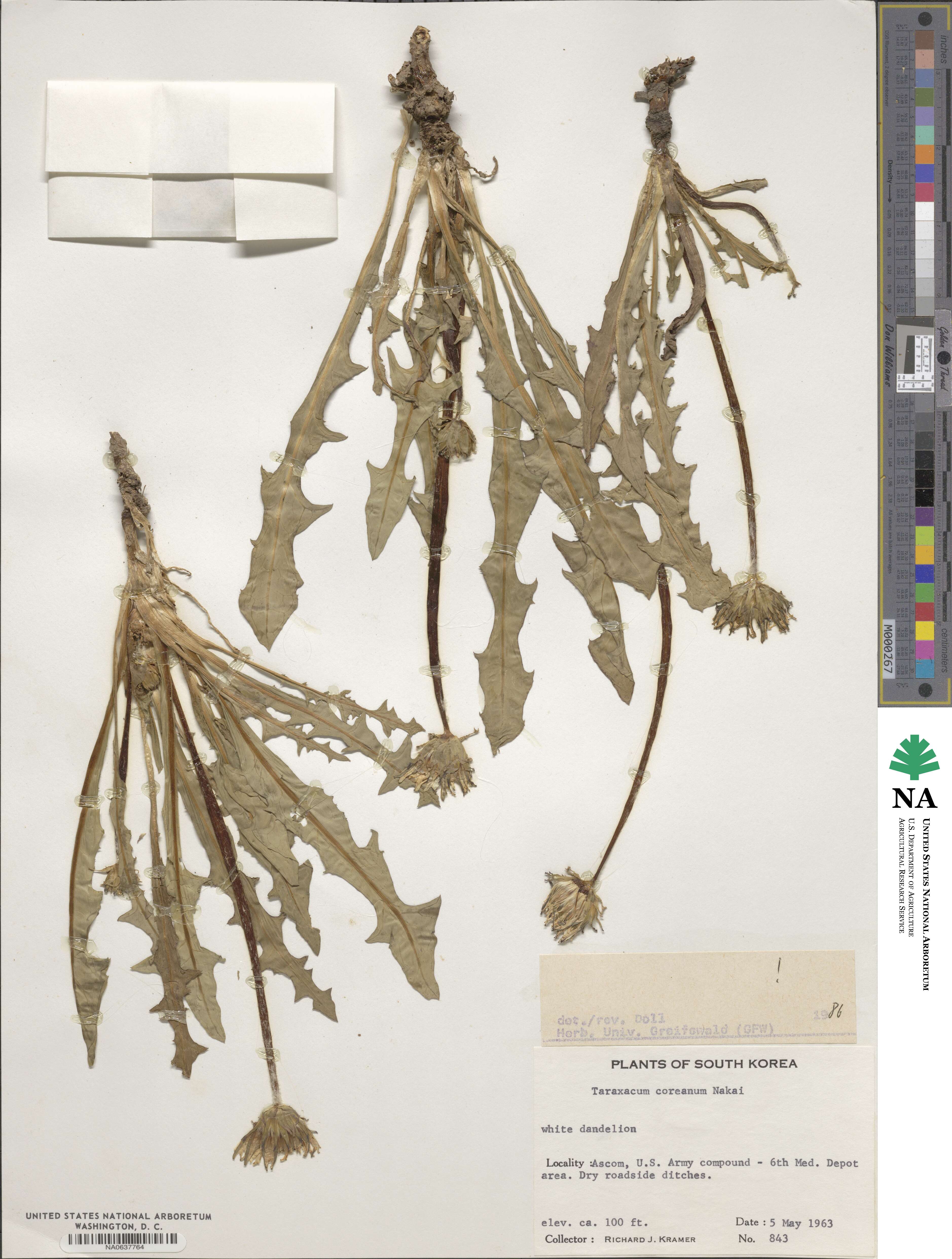 Taraxacum coreanum image