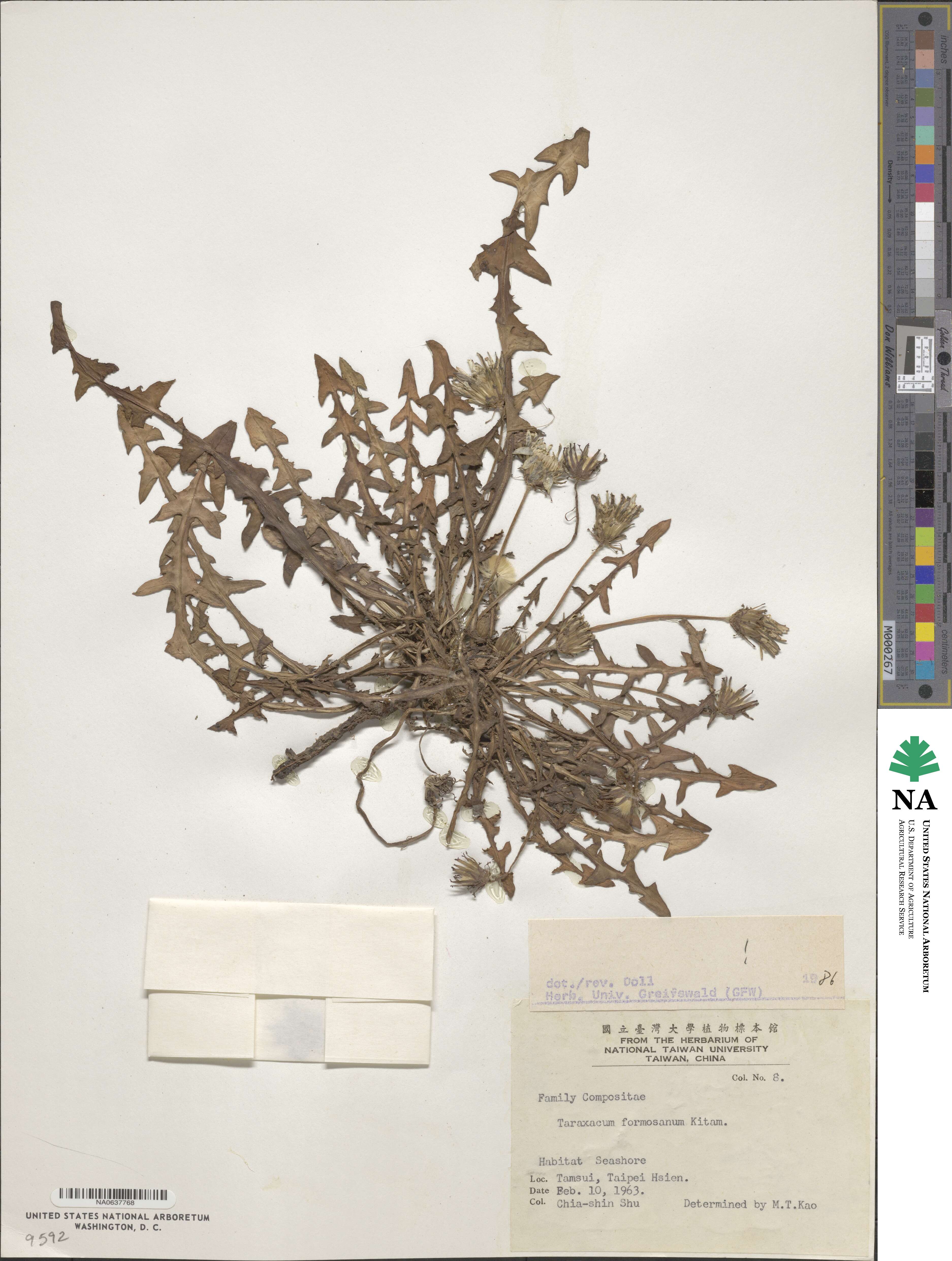 Taraxacum formosanum image