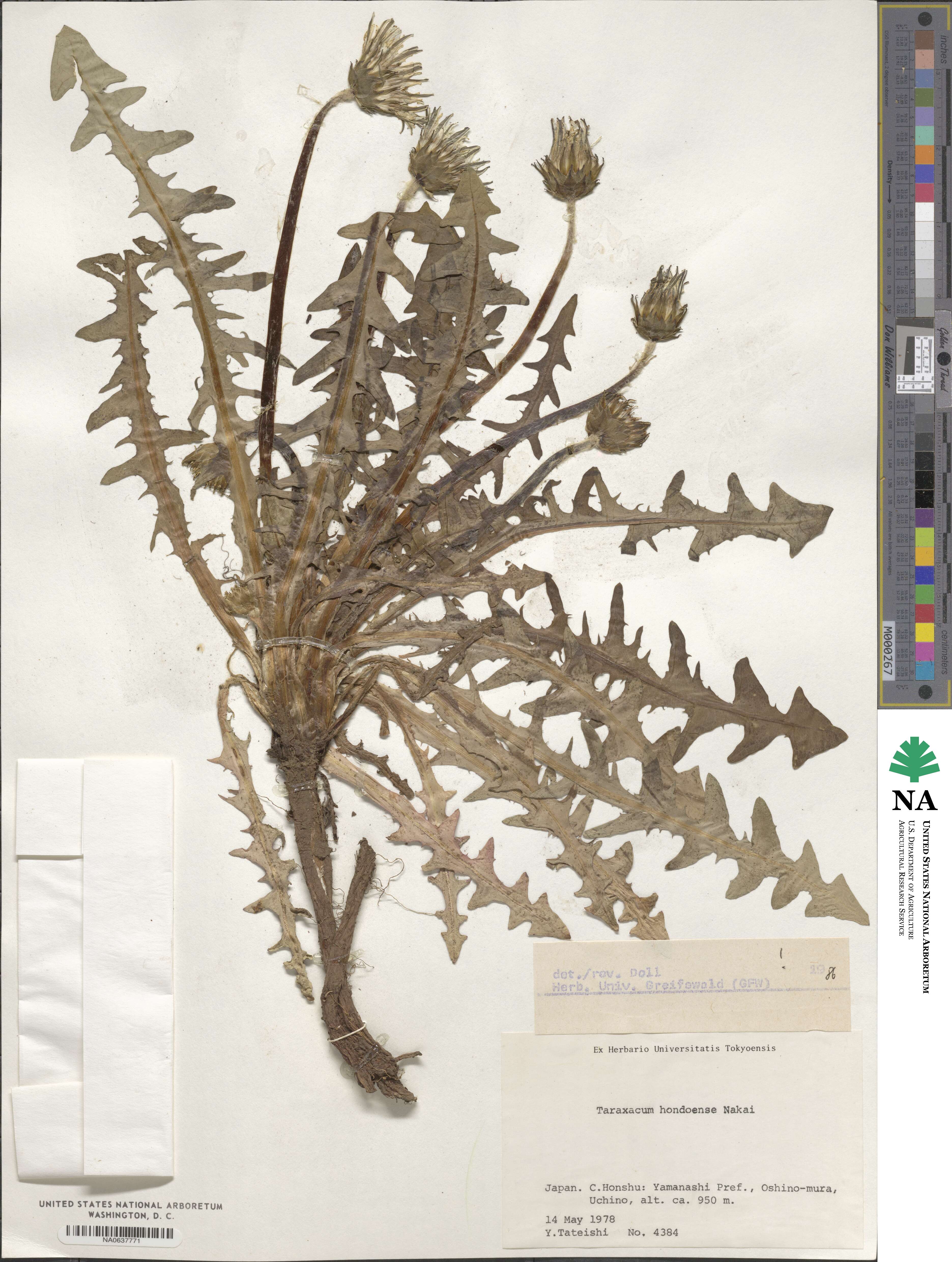 Taraxacum platycarpum subsp. hondoense image