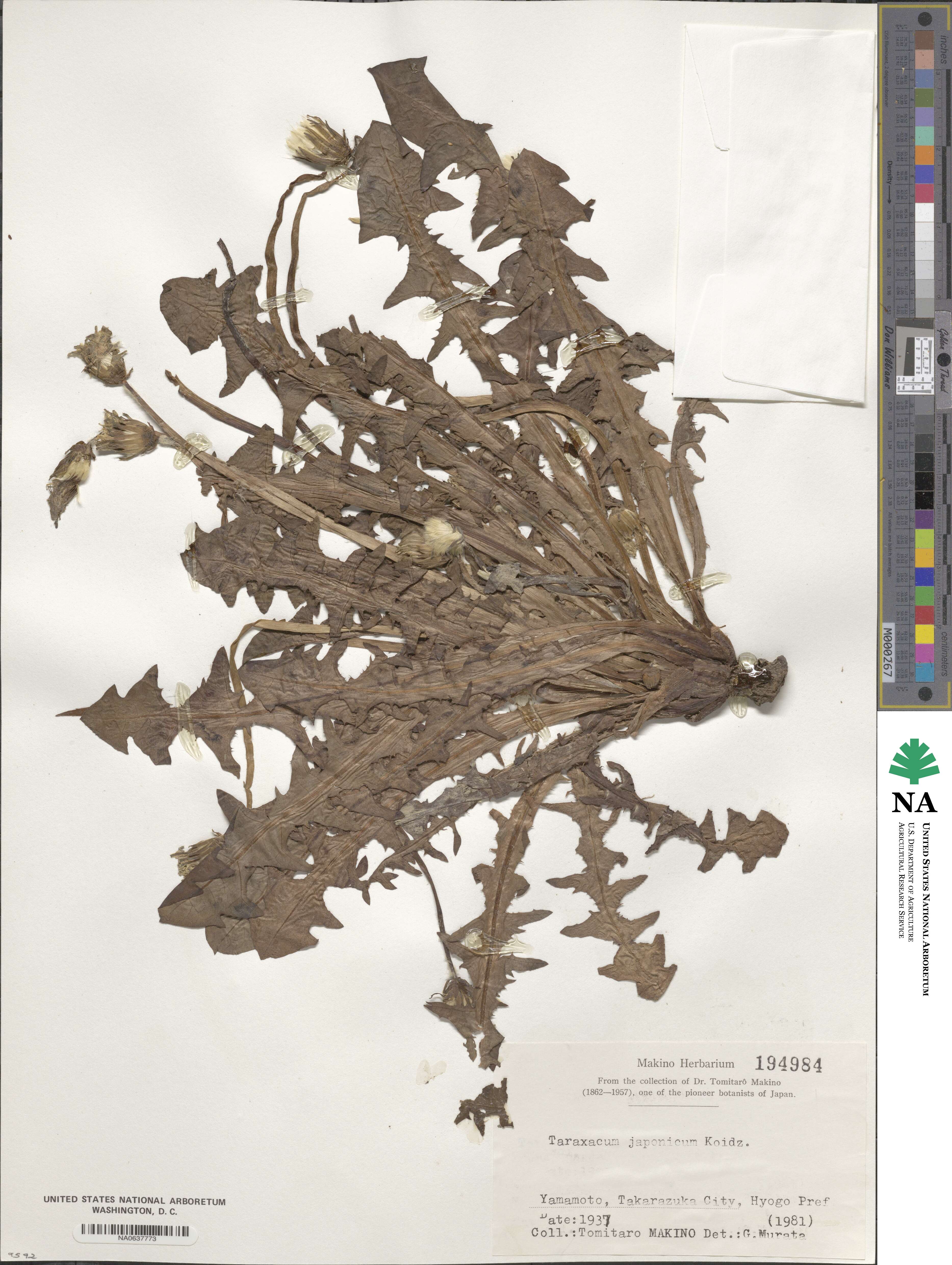 Taraxacum japonicum image