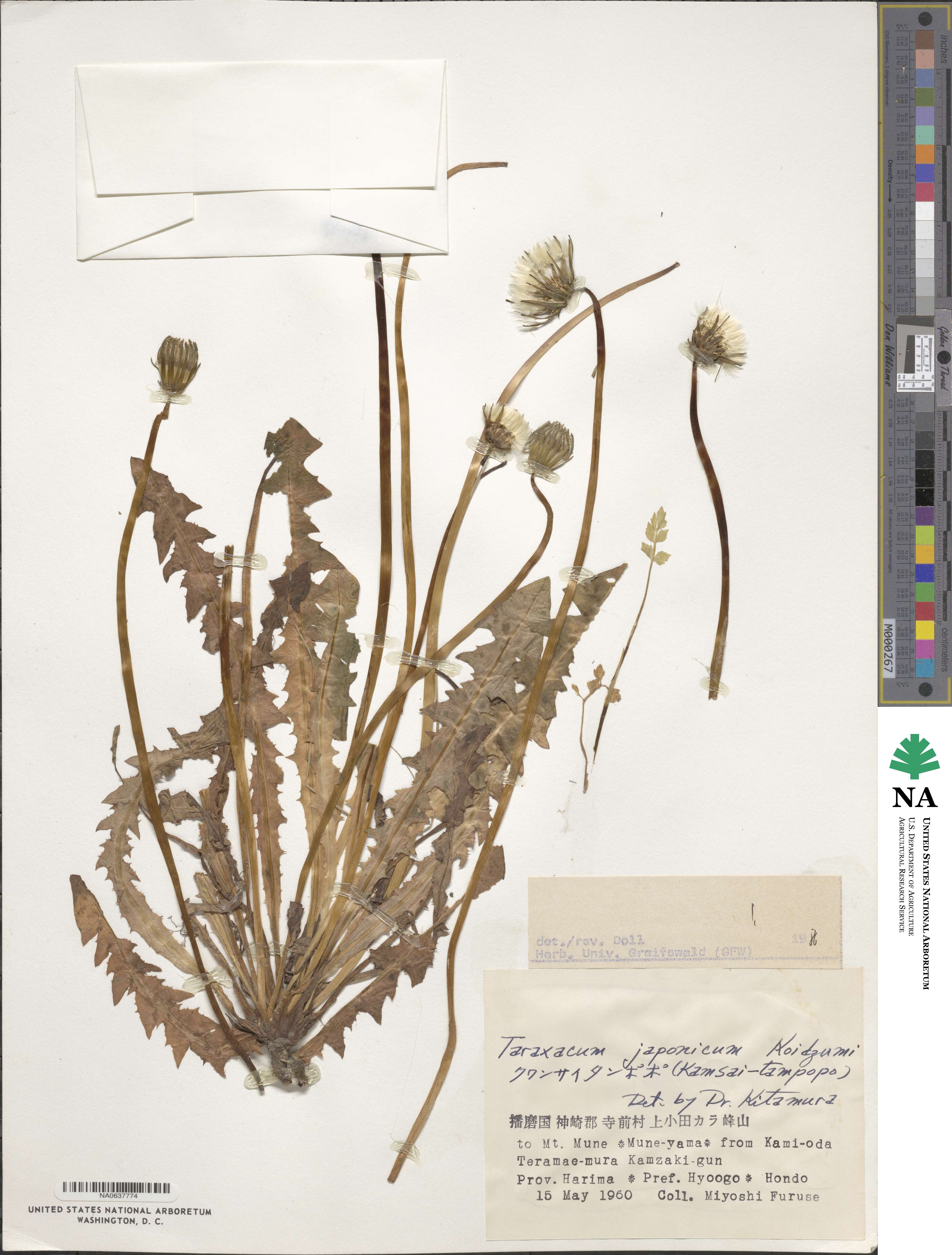 Taraxacum japonicum image