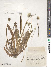 Taraxacum japonicum image