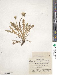 Taraxacum longeappendiculatum image