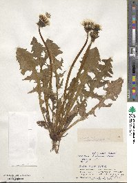 Taraxacum officinale image