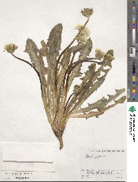 Taraxacum platycarpum image