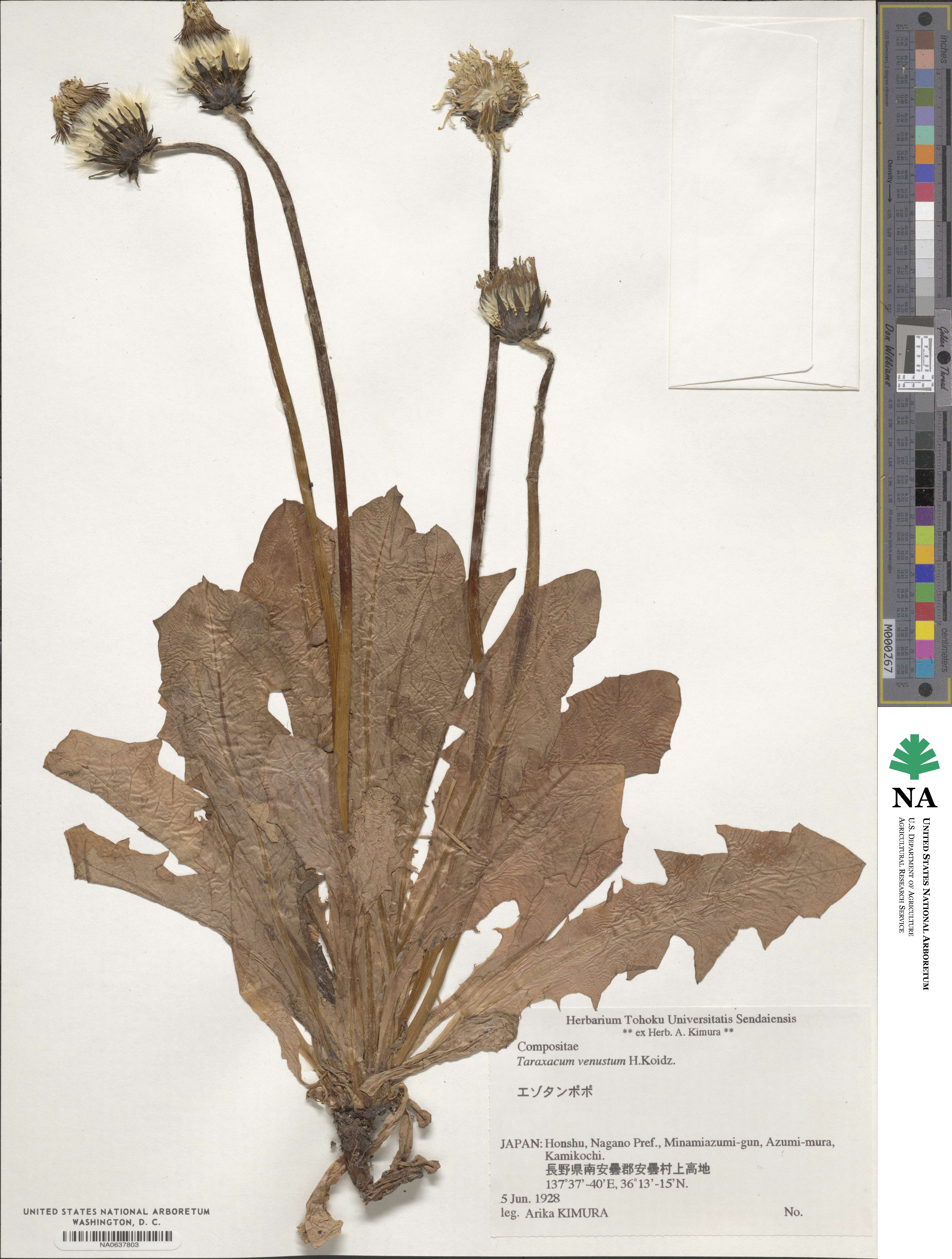 Taraxacum venustum image