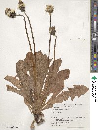 Taraxacum venustum image