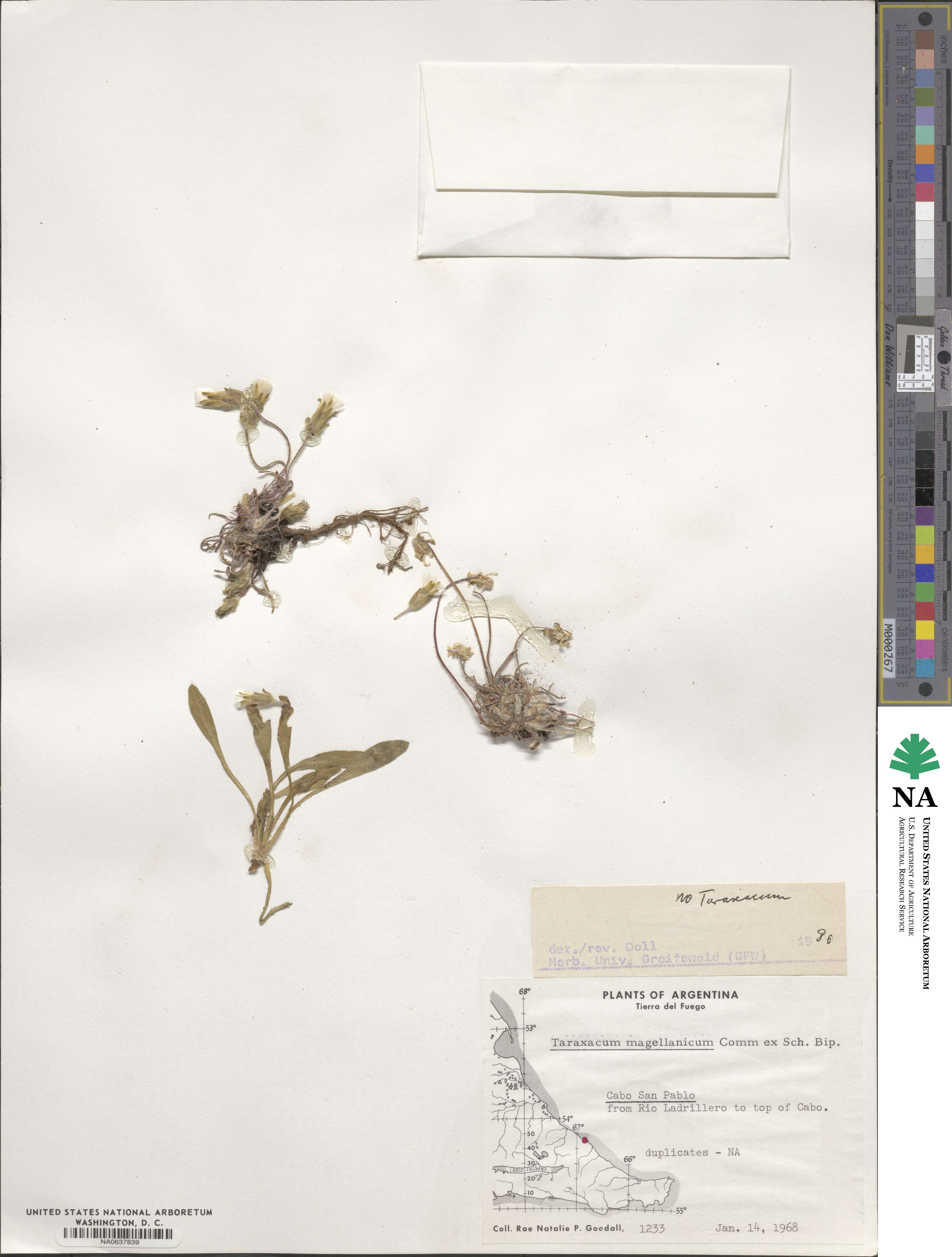 Taraxacum gilliesii image