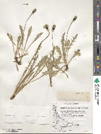 Taraxacum gilliesii image