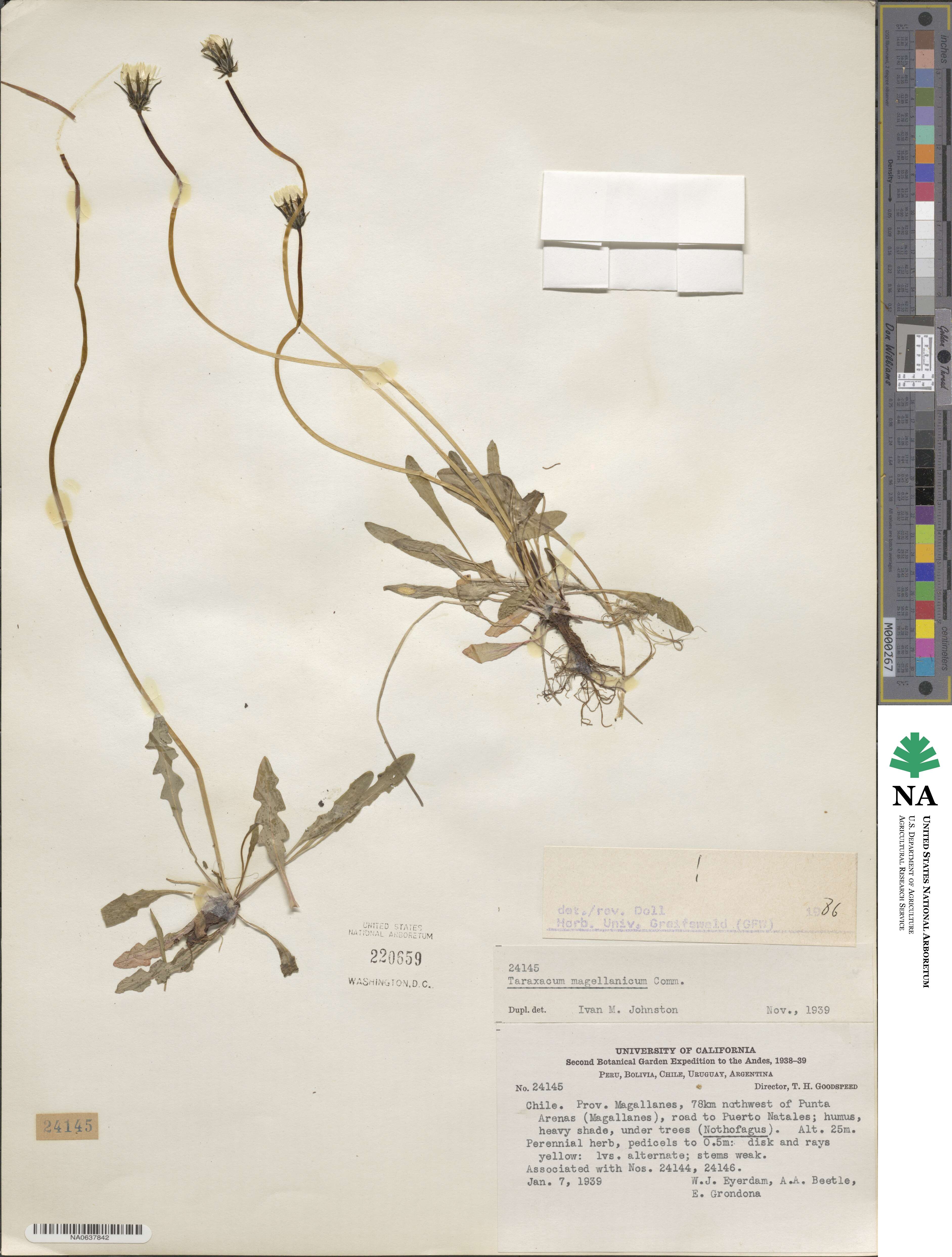 Taraxacum gilliesii image