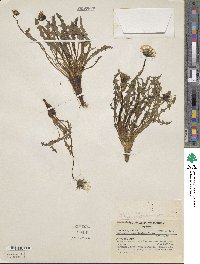 Taraxacum gilliesii image