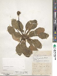 Taraxacum obovatum image