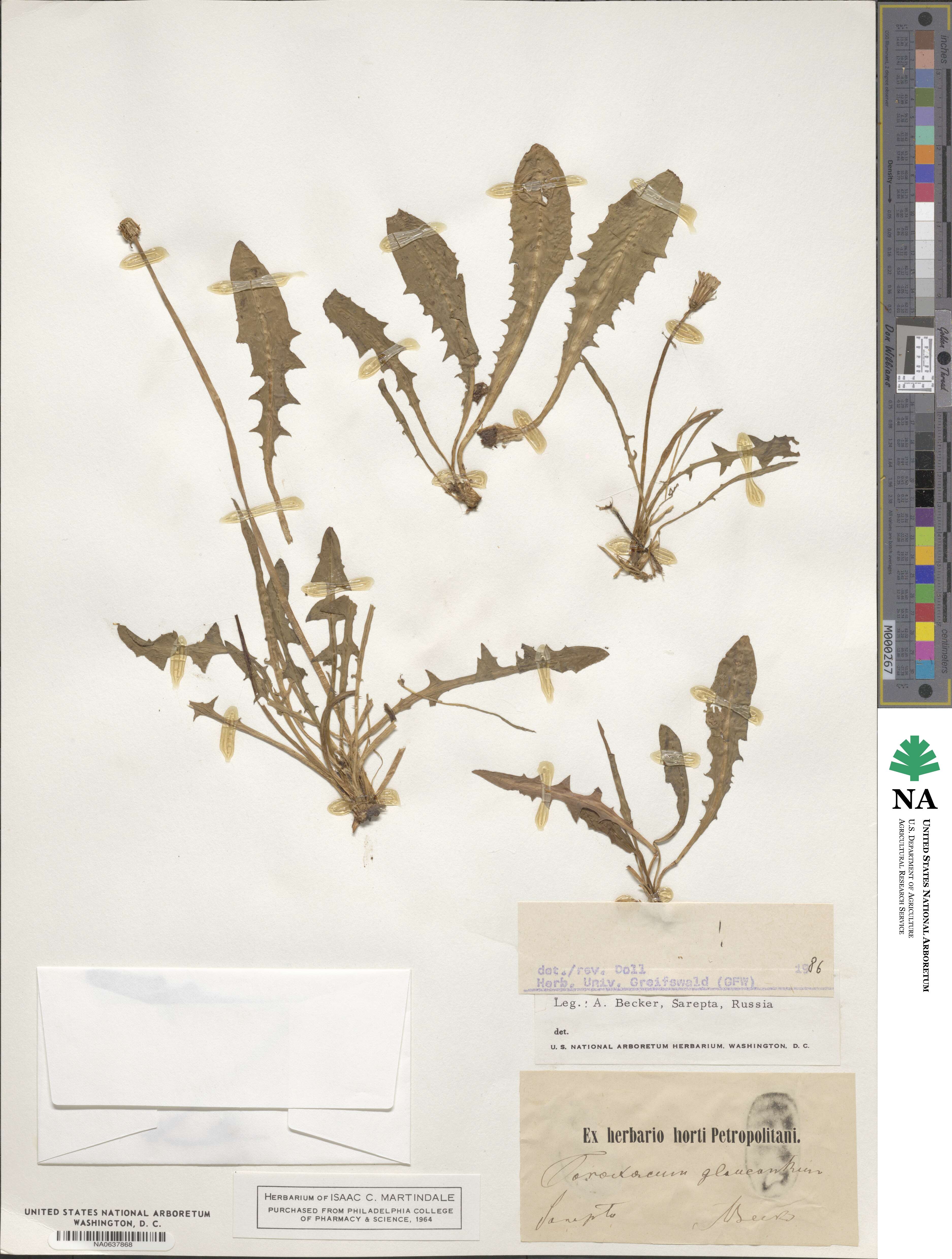 Taraxacum glaucanthum image