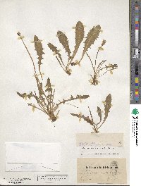 Taraxacum glaucanthum image