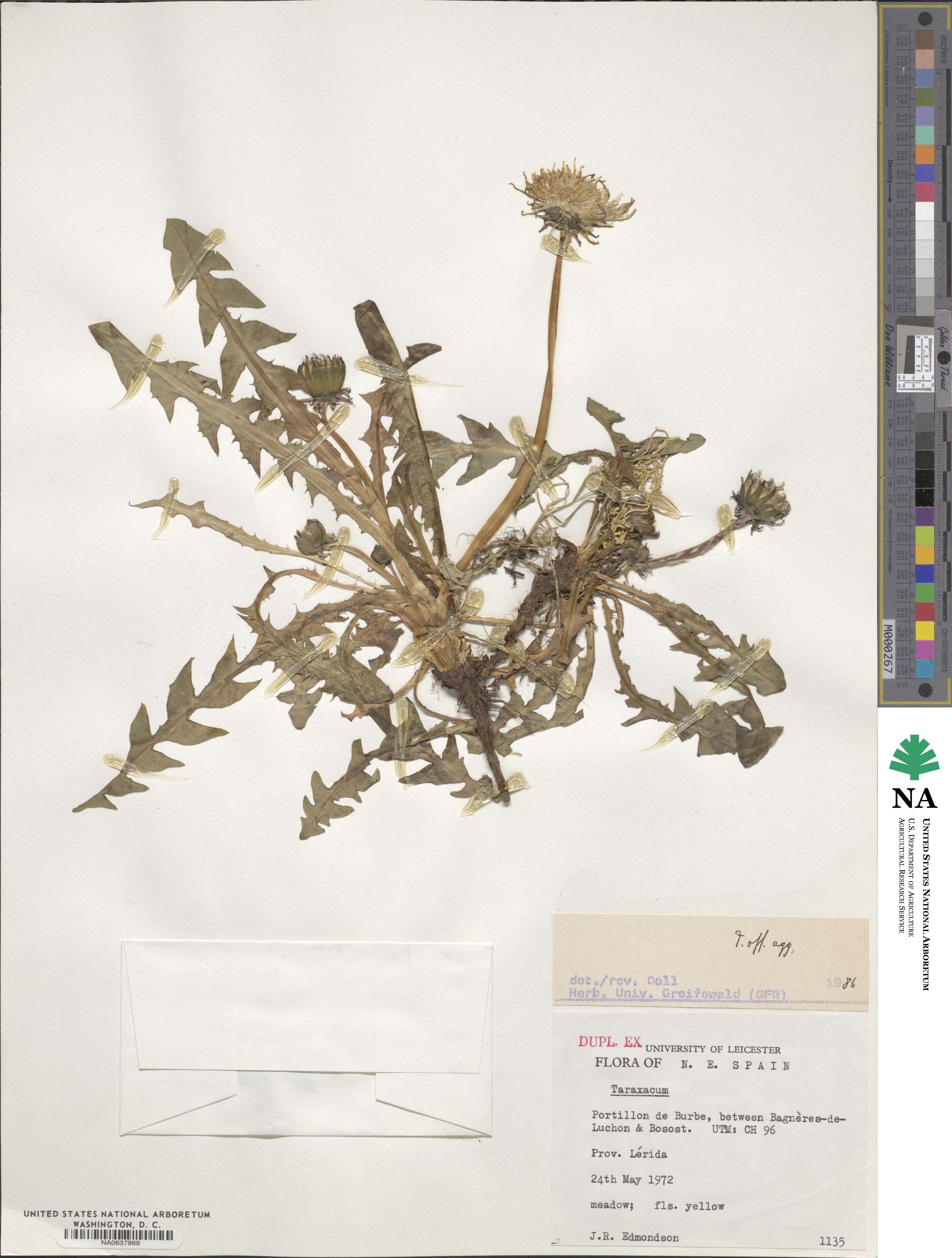 Taraxacum officinale image