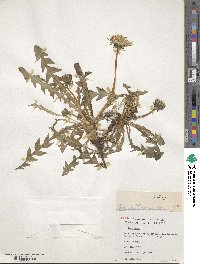 Taraxacum officinale image