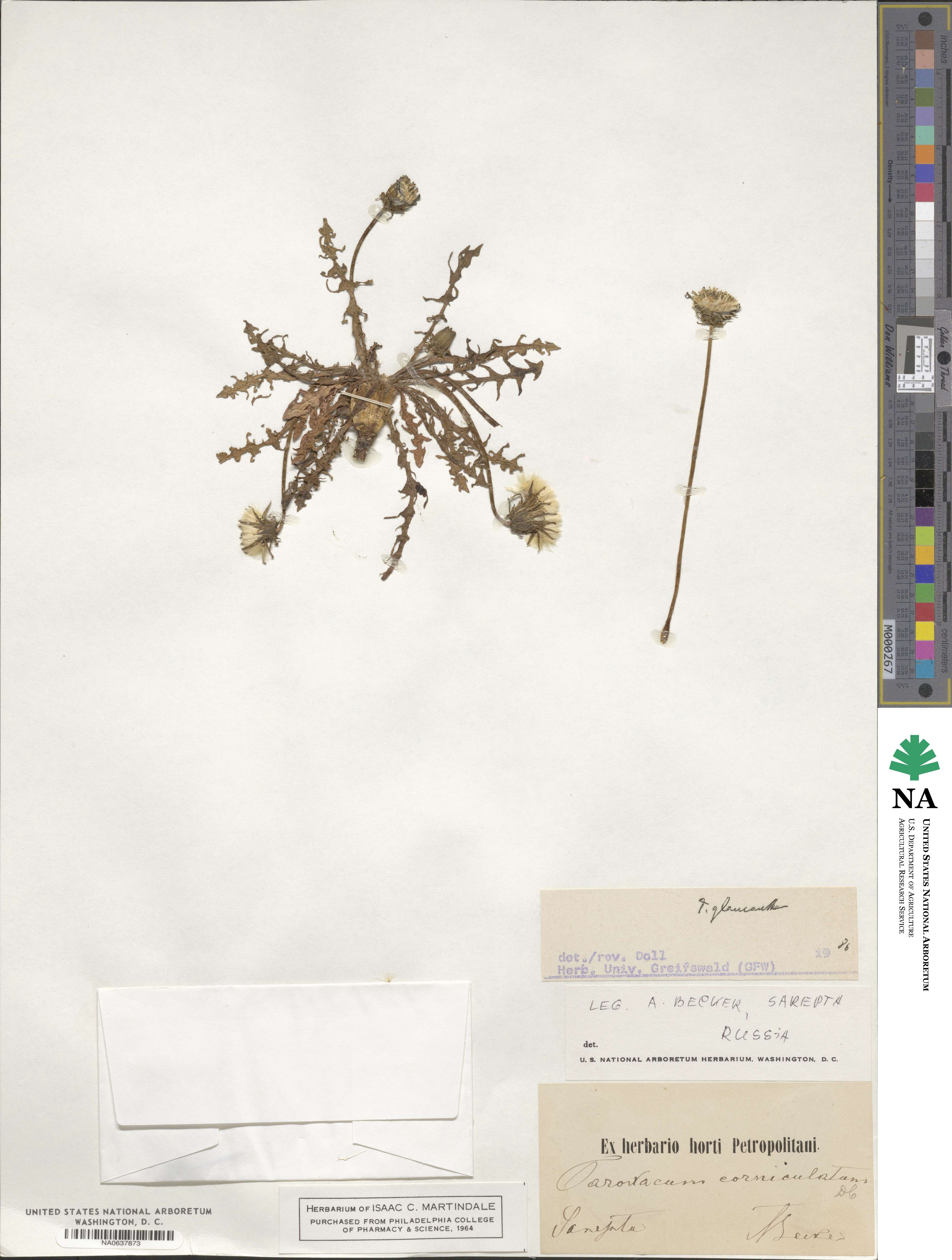 Taraxacum glaucanthum image