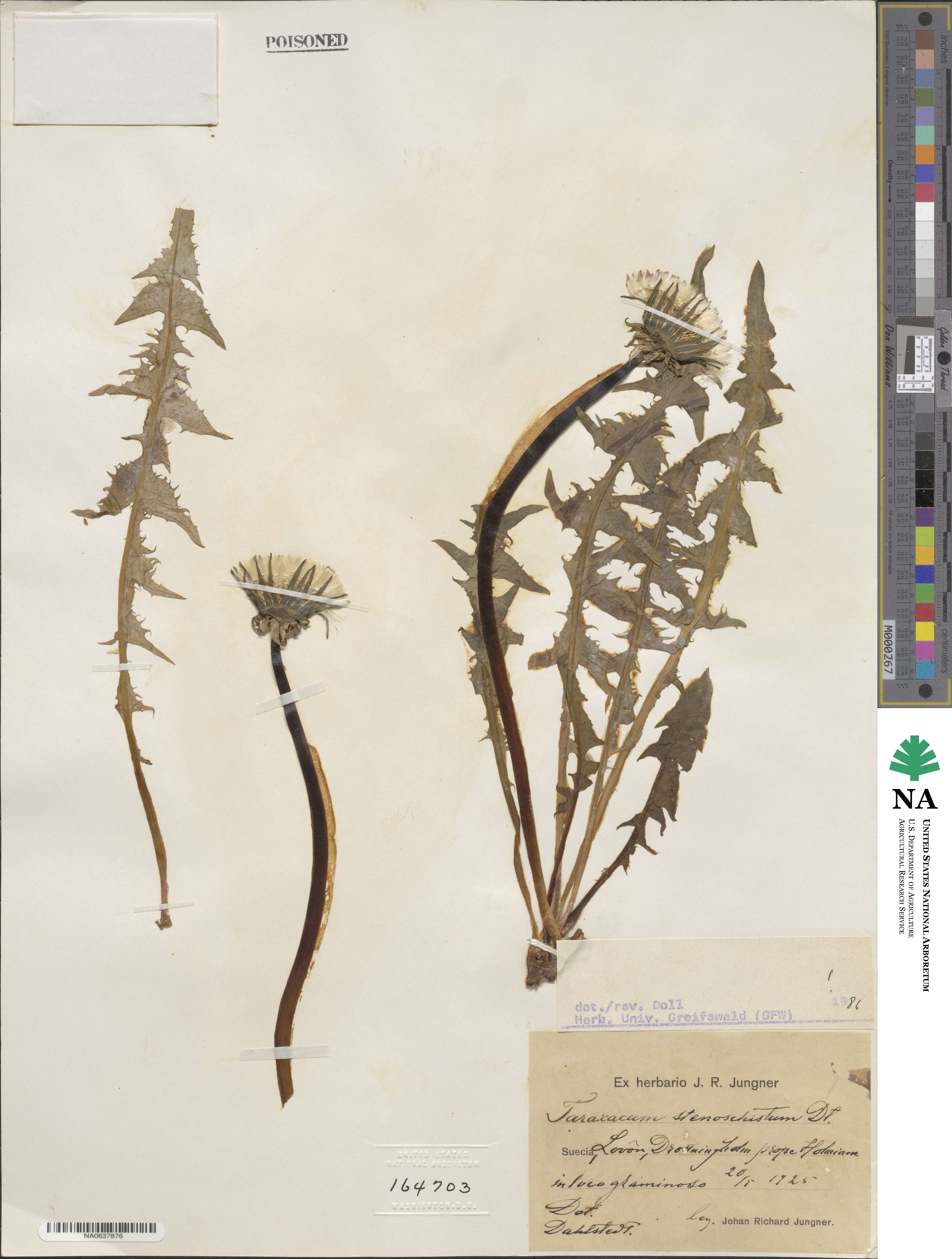 Taraxacum stenoschistum image