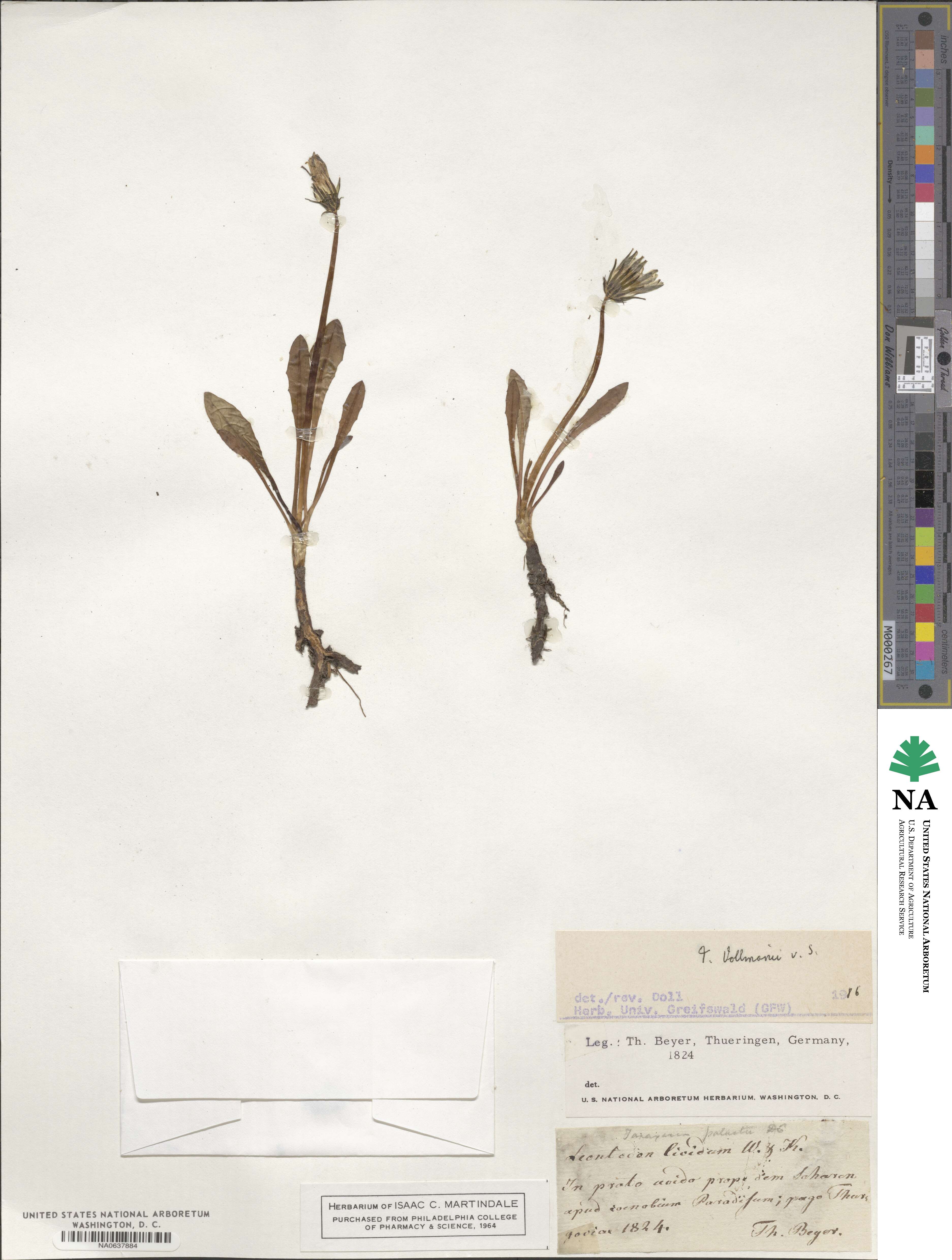 Taraxacum turfosum image