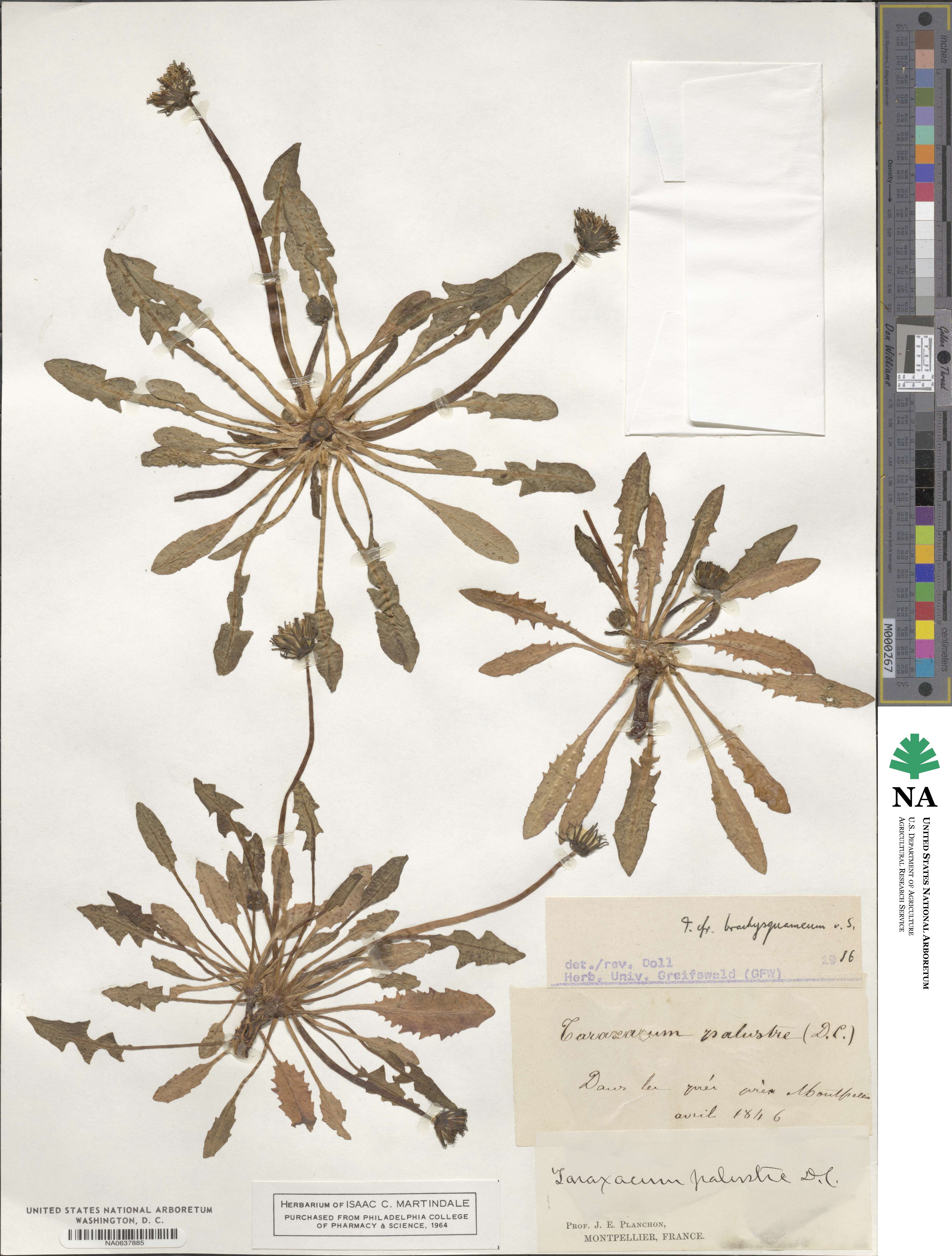 Taraxacum raii image