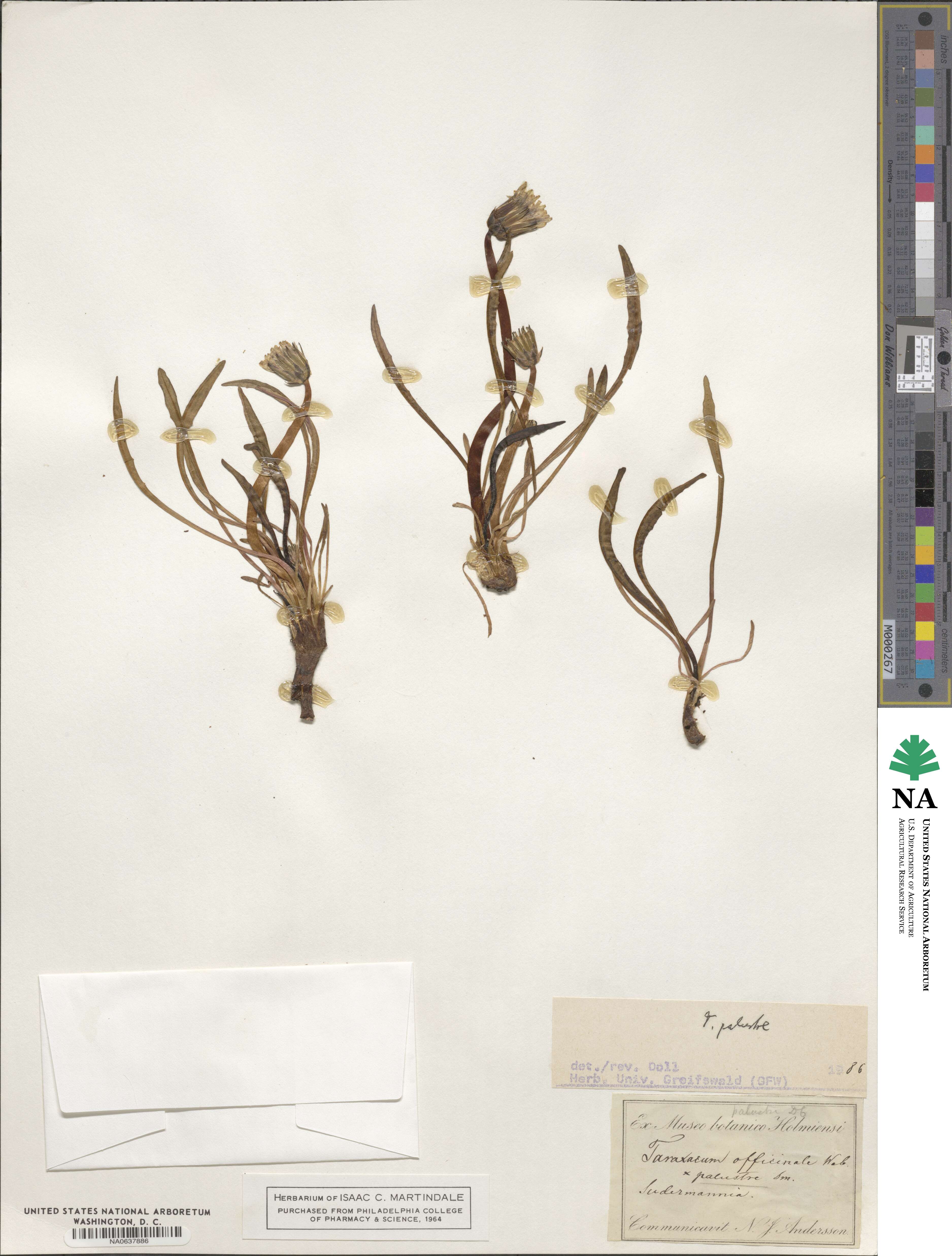 Taraxacum palustre image