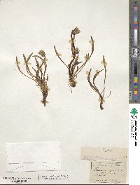 Image of Taraxacum palustre