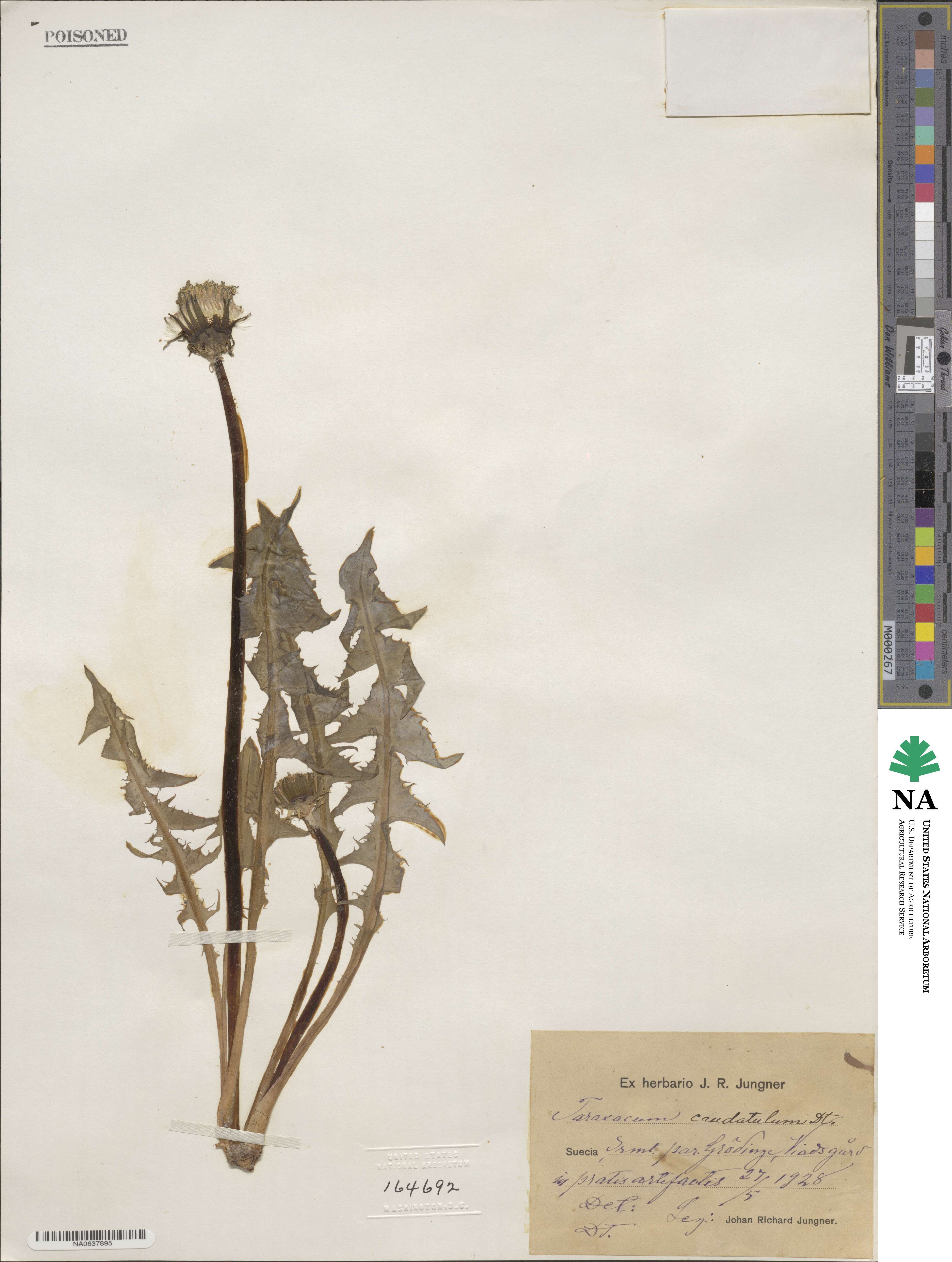 Taraxacum caudatulum image