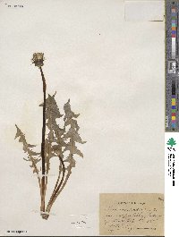 Image of Taraxacum caudatulum