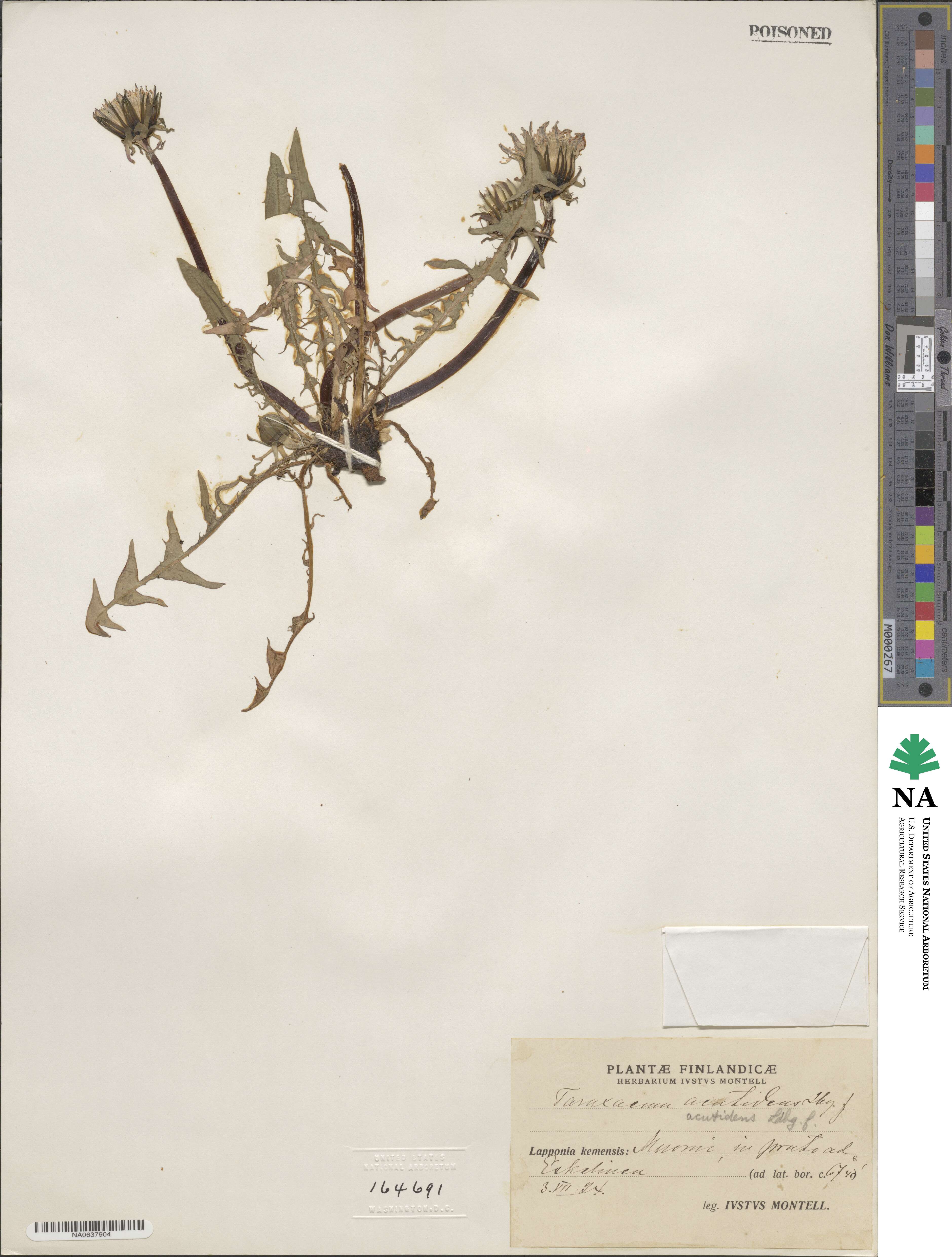 Taraxacum acutidens image