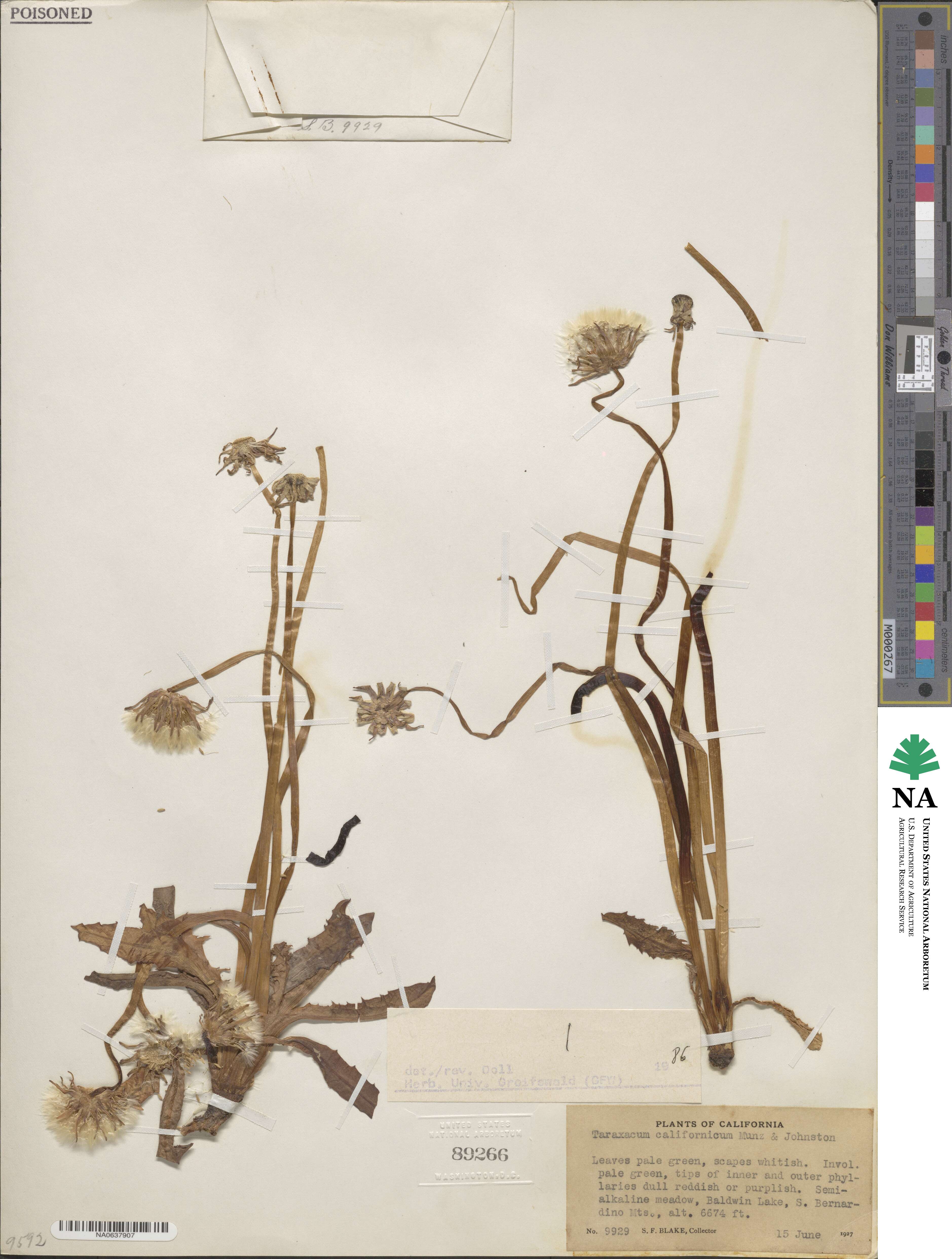 Taraxacum image
