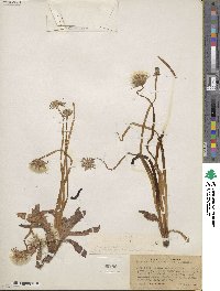 Image of Taraxacum californicum