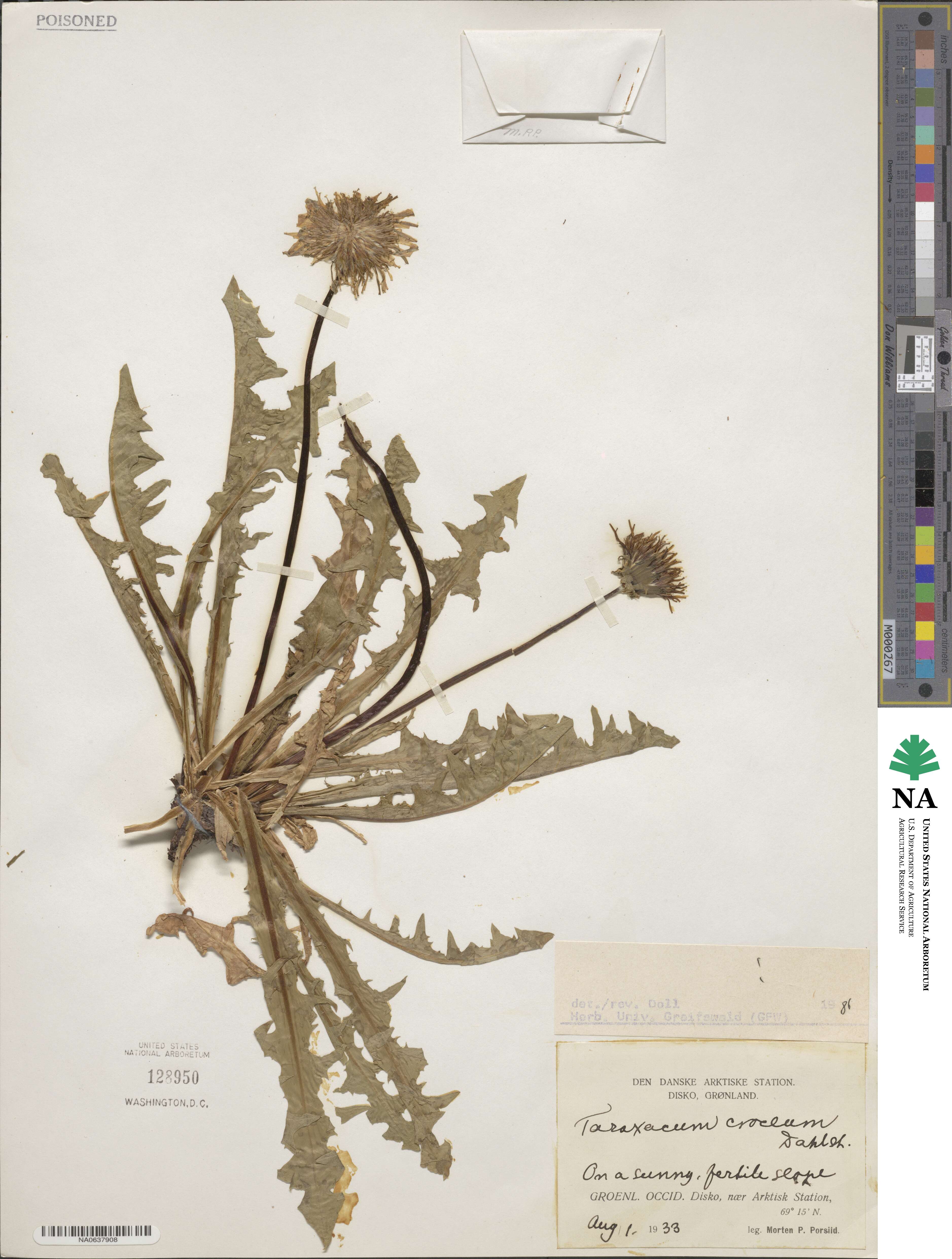 Taraxacum croceum image