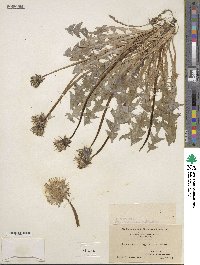 Taraxacum officinale image