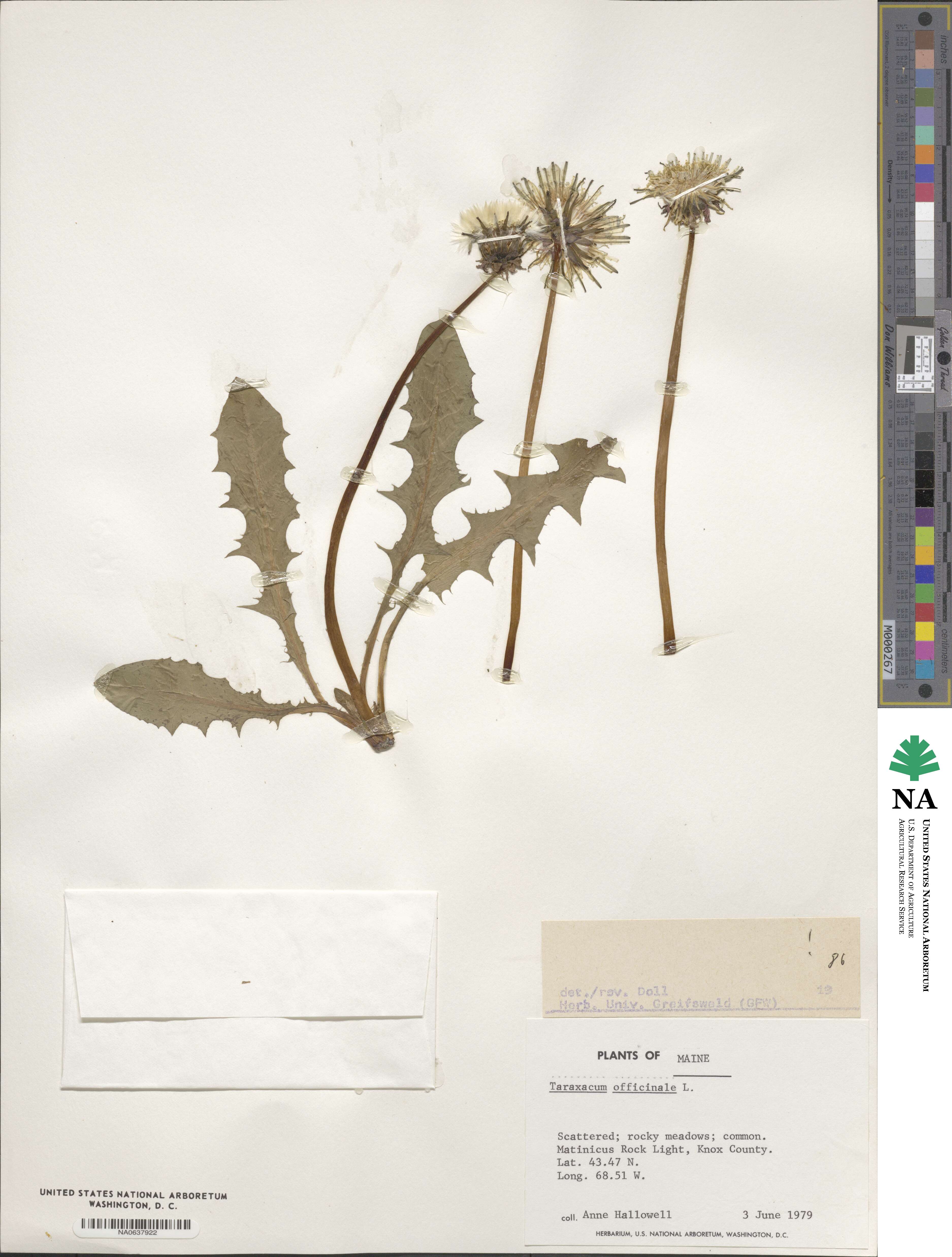 Taraxacum officinale image