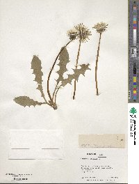 Taraxacum officinale image