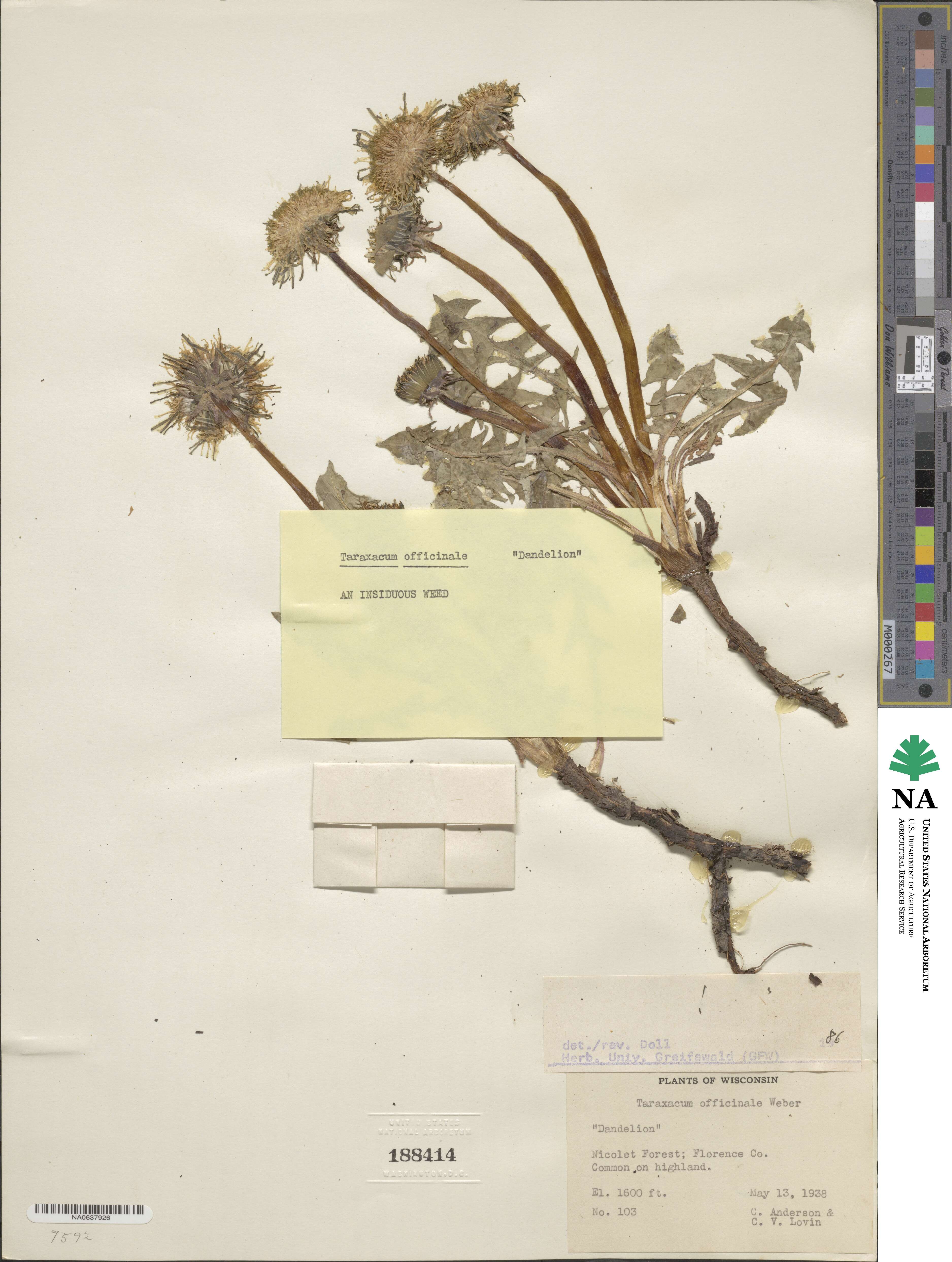 Taraxacum officinale image