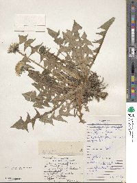 Taraxacum officinale image